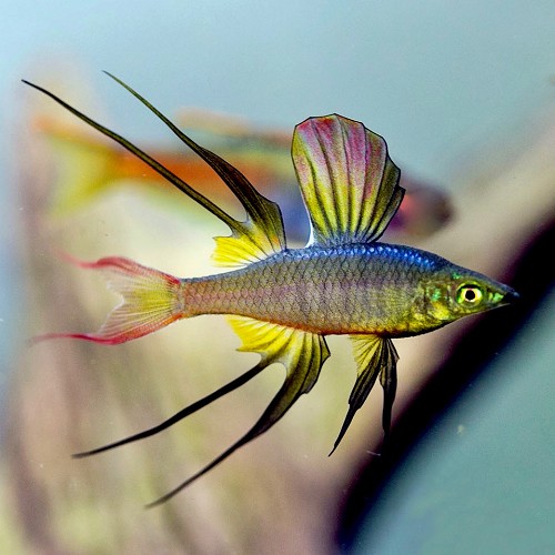 Iriatherina werneri - Arc en ciel filigrane M